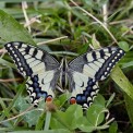 Schmetterling-Schwalbenschwanz-WWW_01