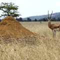 kenia-mugie-sanctuary-grantgazelle-termiten-www_01