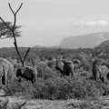 kenia-samburu-np-elefant-sw-www_01_0