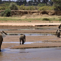 kenia-samburu-np-elefant-www_02