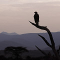 kenia-samburu-np-geier-www_02