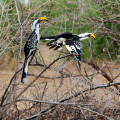 kenia-samburu-np-gelber-nashornvogel-www_01_0