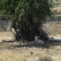kenia-samburu-np-gepard-www_01