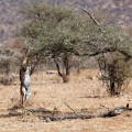kenia-samburu-np-gerenuk-www_01_0