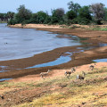 kenia-samburu-np-grant-gazelle-www_03