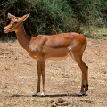 kenia-samburu-np-impala-antilope-www_02