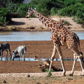 kenia-samburu-np-netzgiraffe-www_01_0