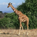 kenia-samburu-np-netzgiraffe-www_02_0