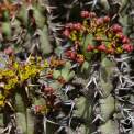 Lanzarote-Guatiza-Jardin-de-Cactus-WWW_04
