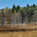 Hessen-Wiesen-Wiesbuettmoor-WWW_04