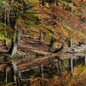 Hessen-Wiesen-Wiesbuettmoor-WWW_05