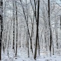 Rheinland-Pfalz-Rheinhessen-Ober-Olmer-Wald-WWW_04