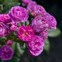 Rose-Rosa-Gallica-WWW_01