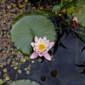 Seerose-Froschbiss-WWW_01