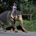 chiang-mai-baan-dong-mahout-elefant-www_01